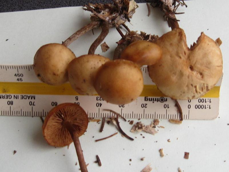 galerina marginata?