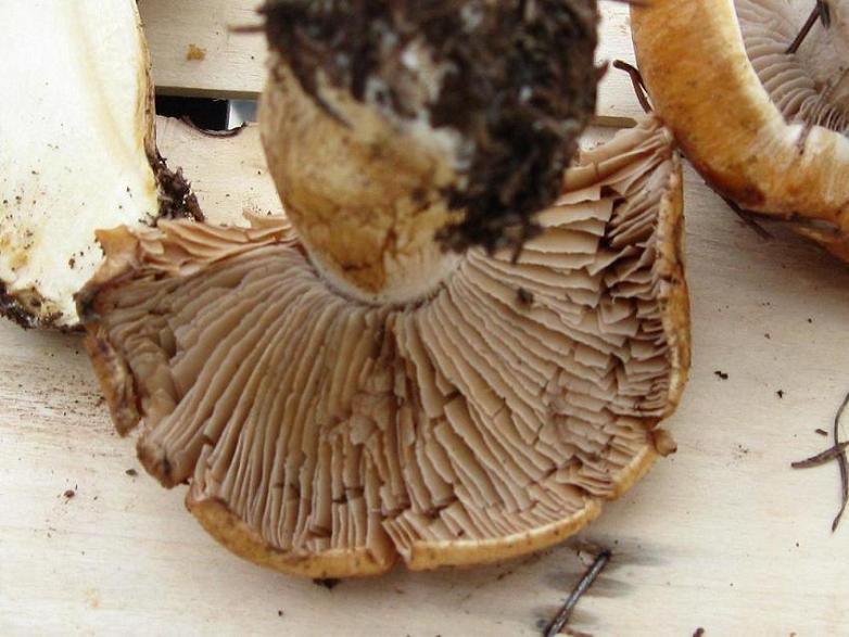 cortinarius da definire