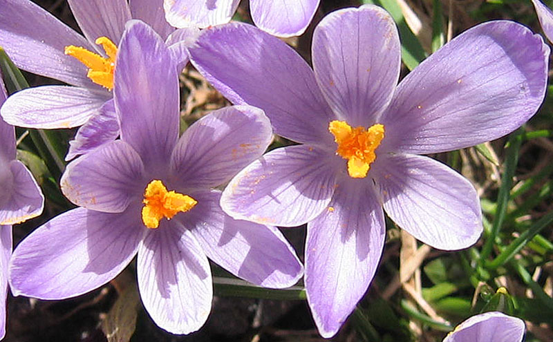 Crocus vernus .....con habitat