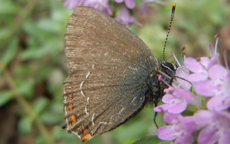 Satyrium ilicis - Lycaenidae.........dal Trentino