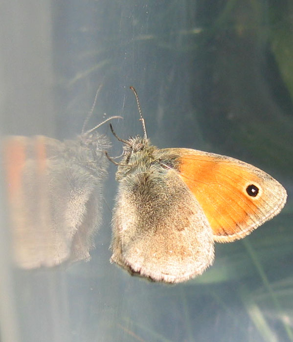 Coenonympha pamphilus - Nymphalidae Satyrinae......(TN)