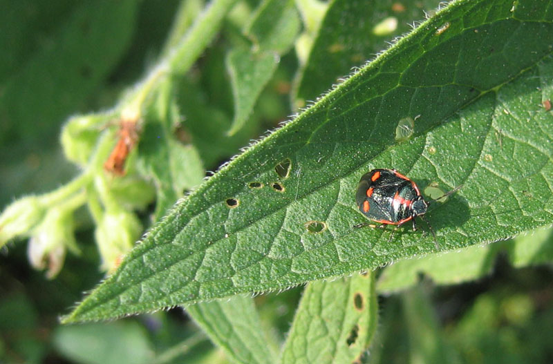 Pentatomidae: Eurydema oleracea di Trento