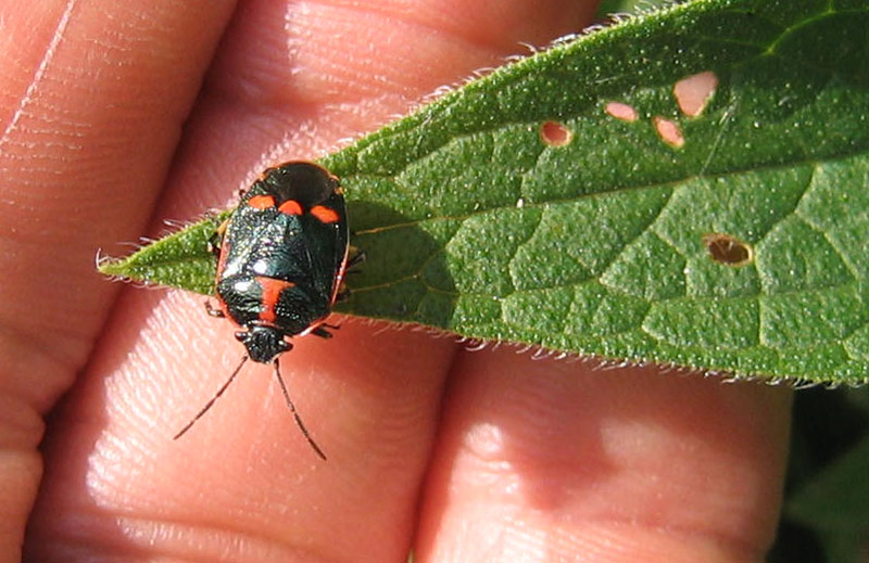 Pentatomidae: Eurydema oleracea di Trento