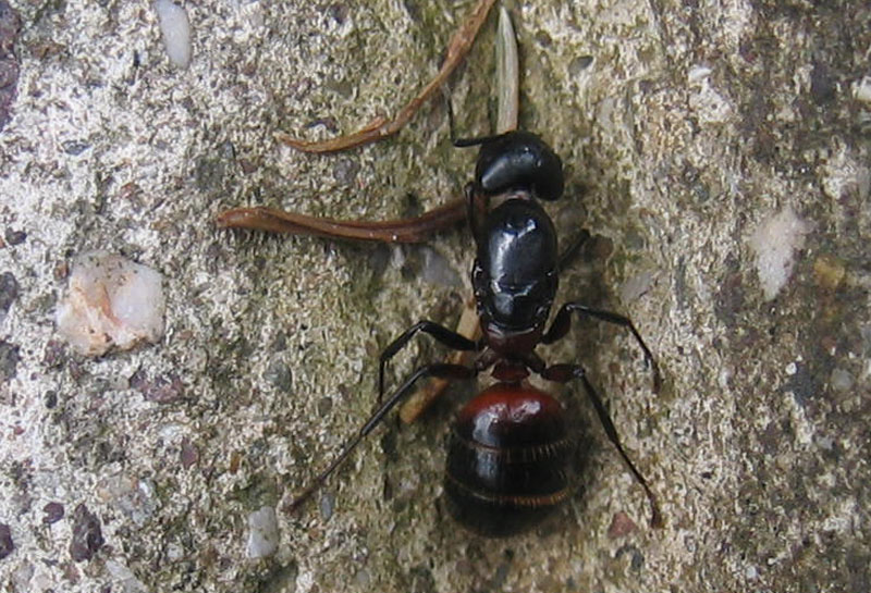 grande formica: femmina fecondata di Camponotus