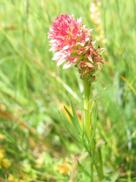 Nigritella rhellicani....dal Trentino