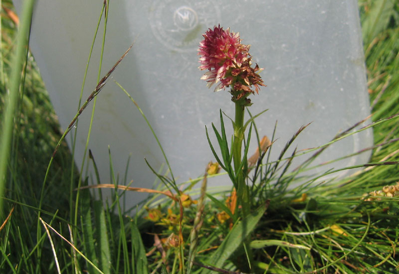 Nigritella rhellicani....dal Trentino