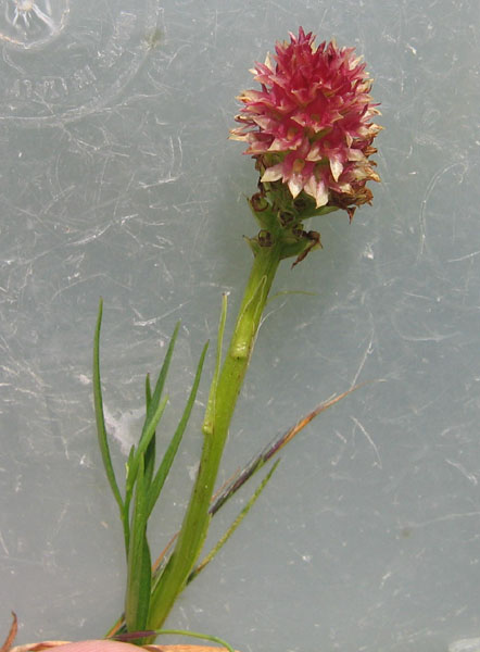 Nigritella rhellicani....dal Trentino