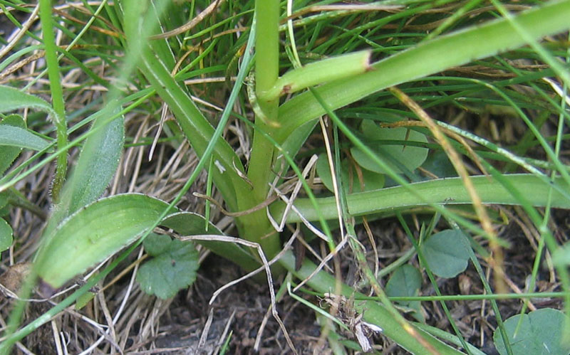 Nigritella rhellicani....dal Trentino