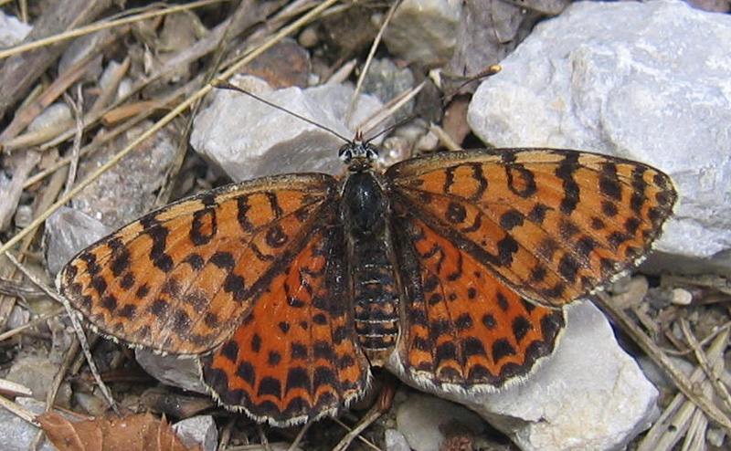 Melitaea didyma - Nymphalidae.......dal Trentino