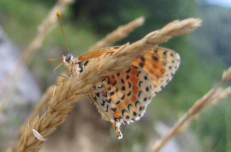 Melitaea didyma - Nymphalidae.......dal Trentino