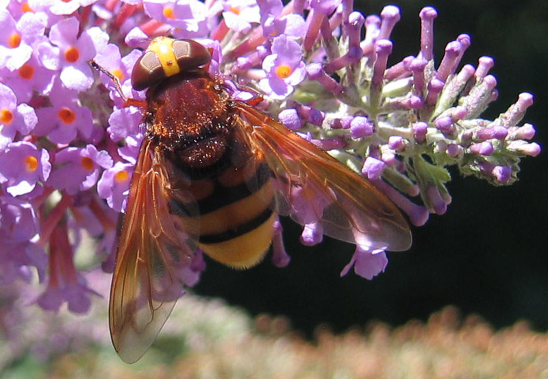 Volucella zonaria (Syrphidae)