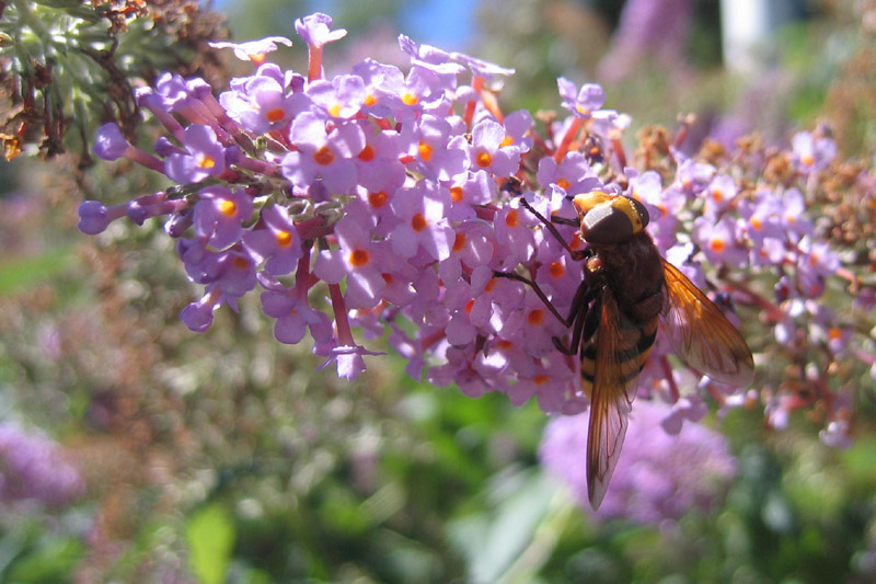 Volucella zonaria (Syrphidae)