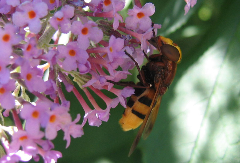 Volucella zonaria (Syrphidae)