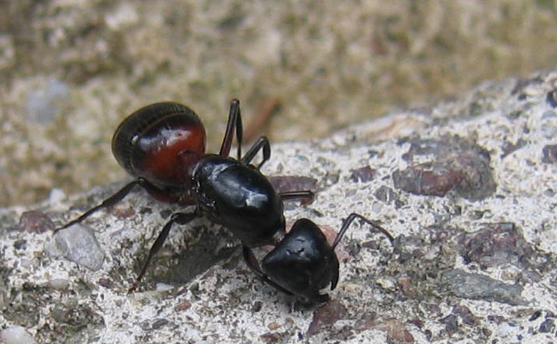 grande formica: femmina fecondata di Camponotus