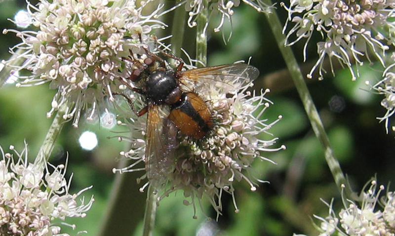 Tachina sp.