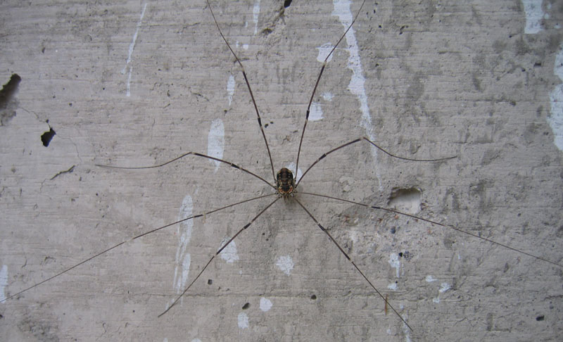 Opilione del Trentino: Leiobunum limbatum