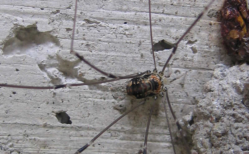 Opilione del Trentino: Leiobunum limbatum