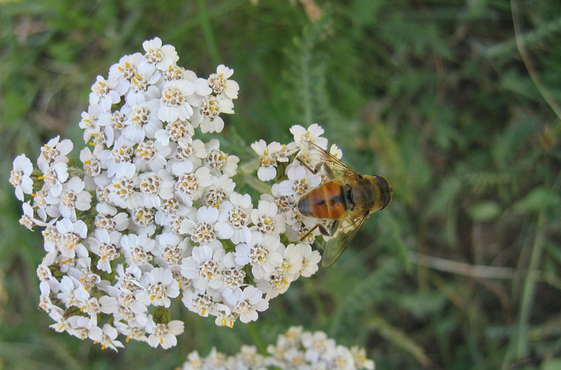 Eristalis sp. (maschio).....