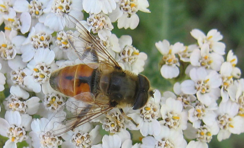 Eristalis sp. (maschio).....