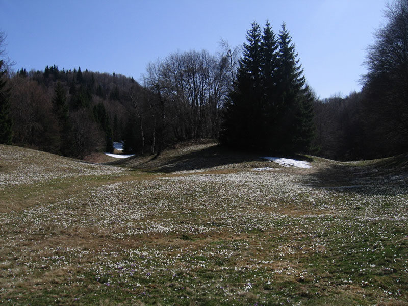 Crocus vernus .....con habitat