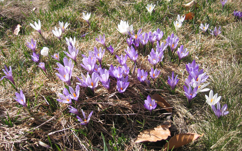 Crocus vernus .....con habitat