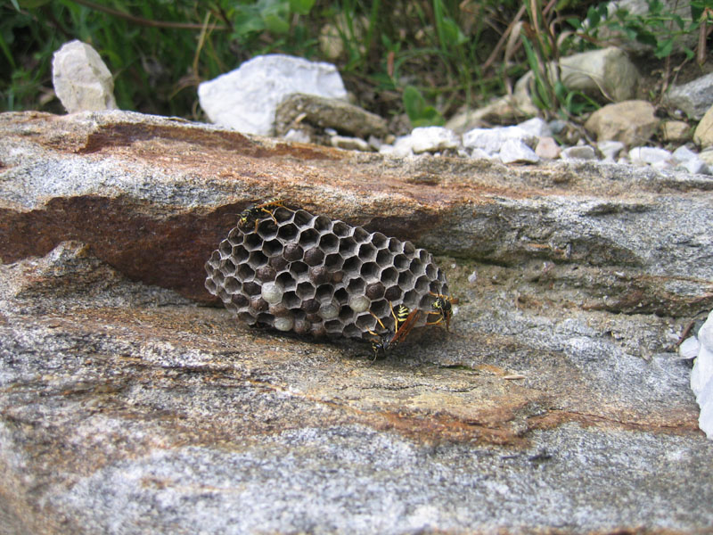 Nido di Polistes biglumis in Trentino