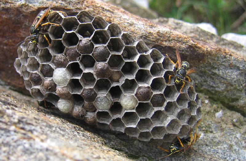 Nido di Polistes biglumis in Trentino