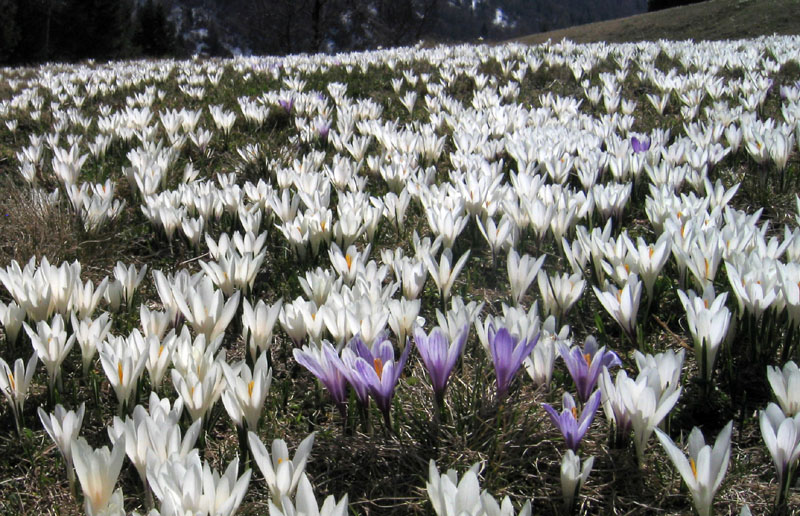 Crocus vernus .....con habitat