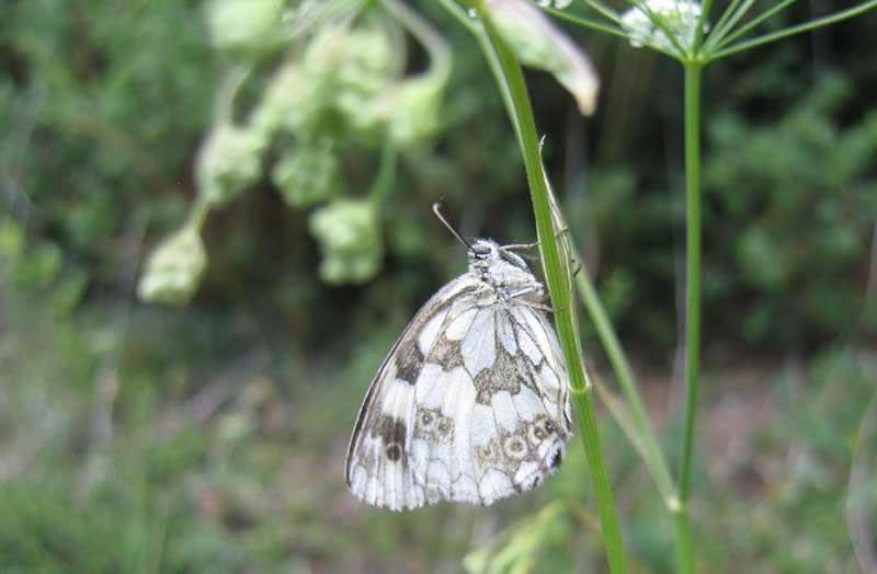 Melanargia galathea - Nymphalidae..........dal Trentino