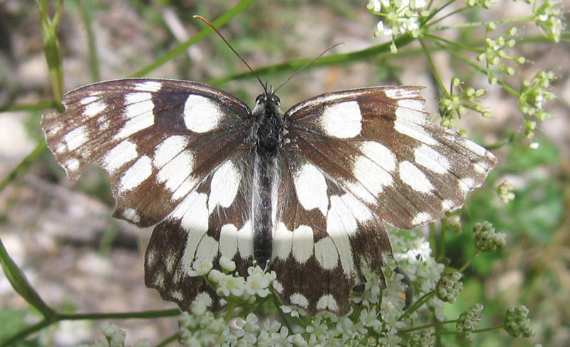 Melanargia galathea - Nymphalidae..........dal Trentino