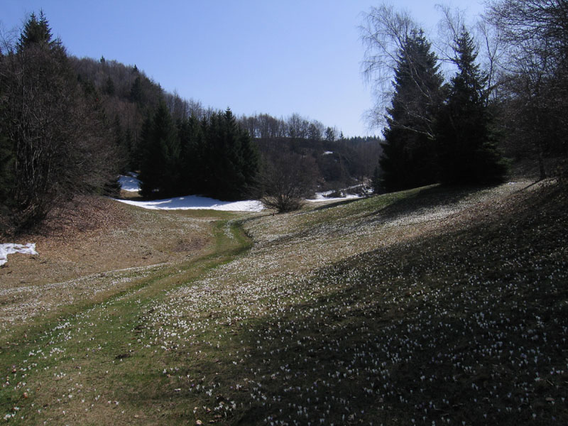 Crocus vernus .....con habitat