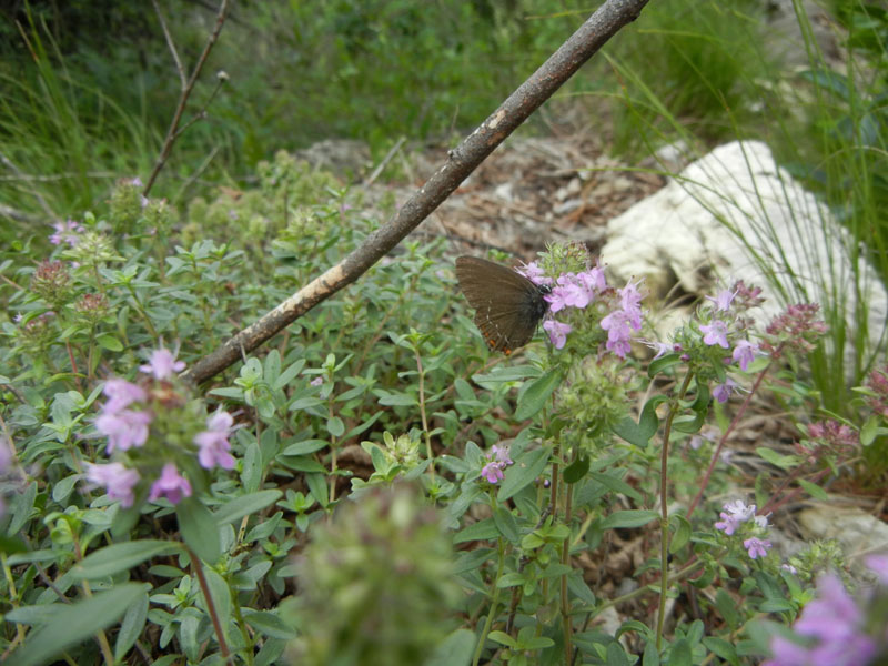 Satyrium ilicis - Lycaenidae.........dal Trentino