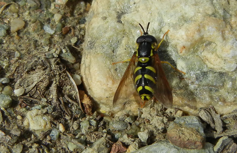 Maschio di Chrysotoxum intermedium