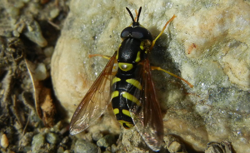 Maschio di Chrysotoxum intermedium