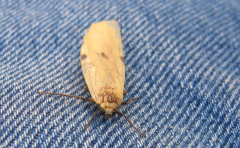 Lithosia quadra (f.) Erebidae Arctiinae.....dal Piemonte