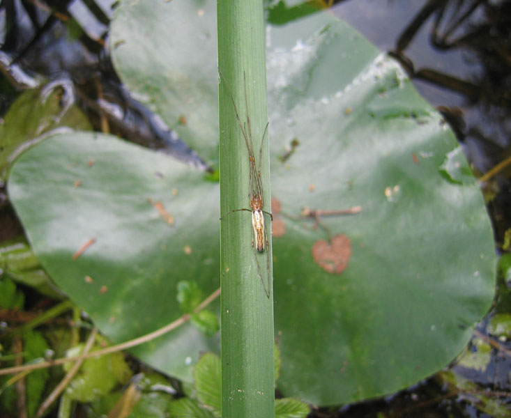 Tetragnatha sp.