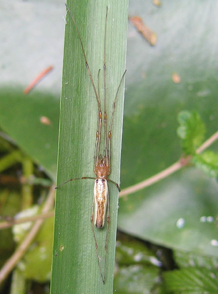 Tetragnatha sp.