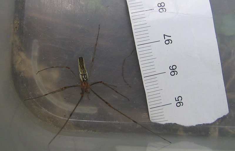 Tetragnatha sp.