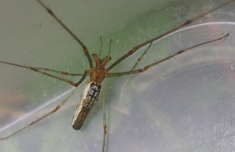 Tetragnatha sp.