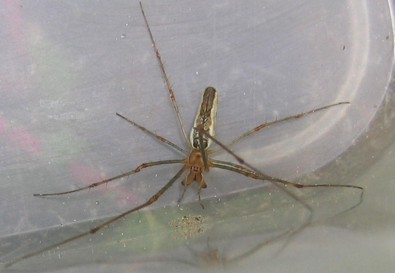 Tetragnatha sp.