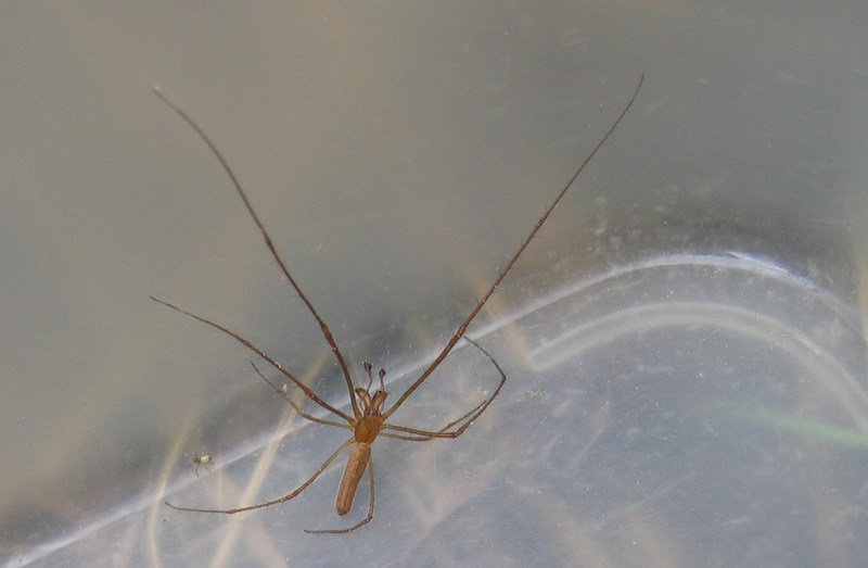 Tetragnatha sp.