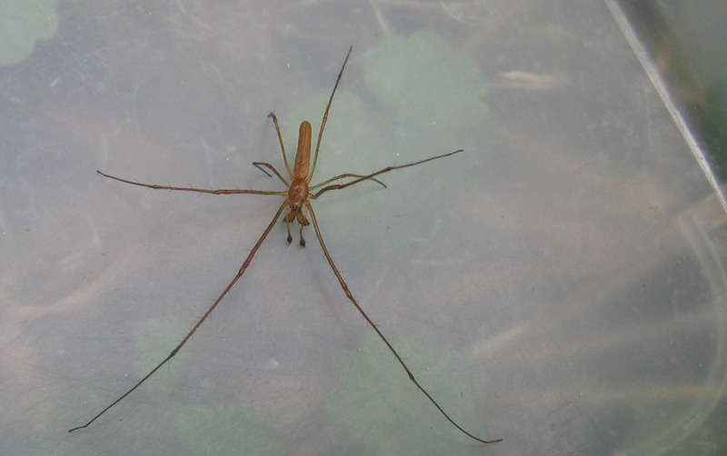 Tetragnatha sp.