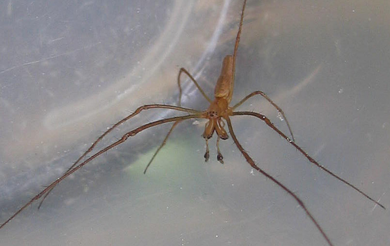 Tetragnatha sp.