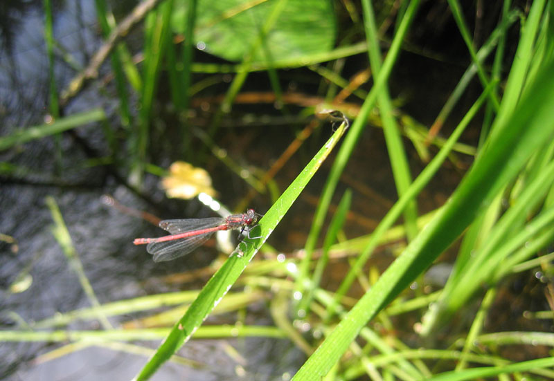 Pyrrhosoma nymphula (maschio)....dal Trentino