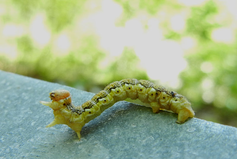 bruco: Erannis defoliaria - Geometridae........dal Trentino