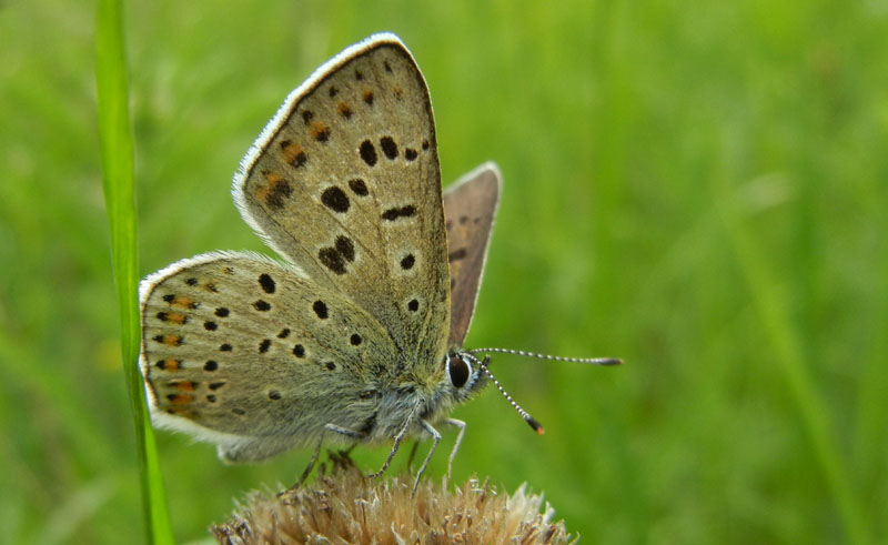 Lycaena tityrus (m.) - Lycaenidae............dal Trentino