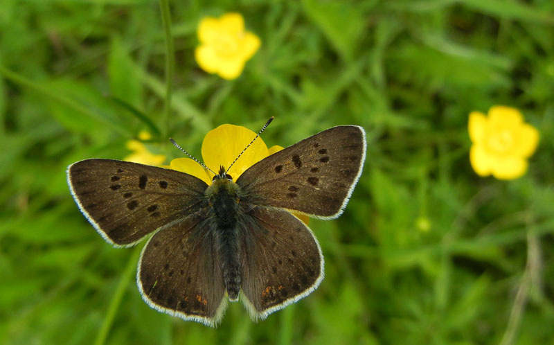 Lycaena tityrus (m.) - Lycaenidae............dal Trentino