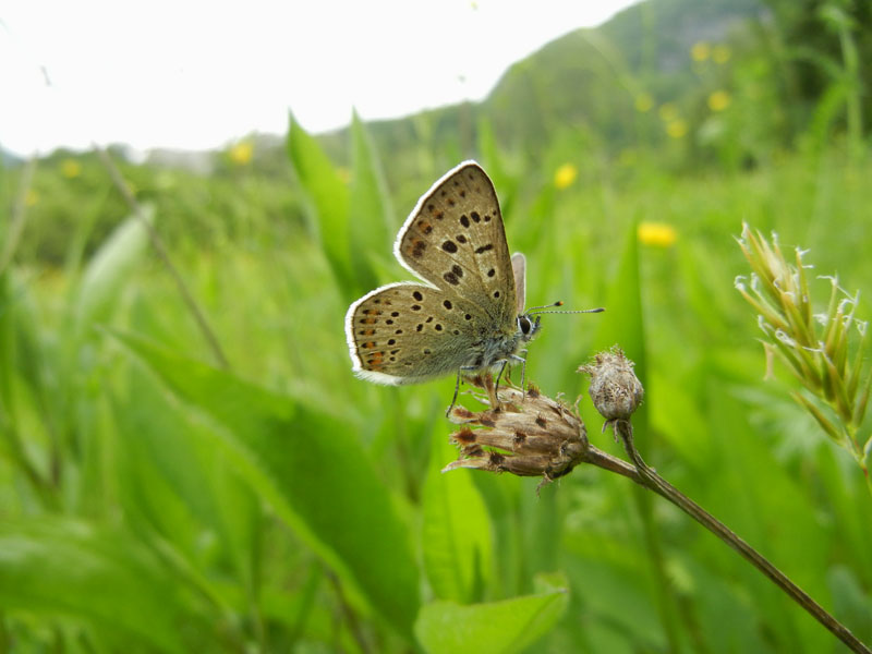 Lycaena tityrus (m.) - Lycaenidae............dal Trentino