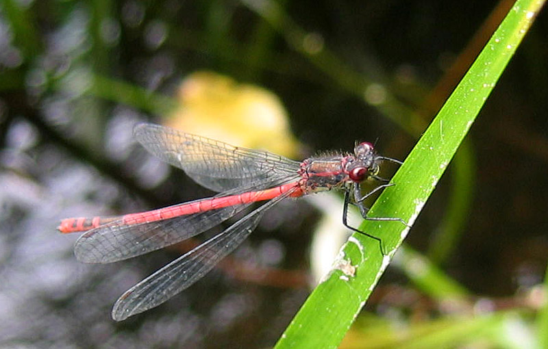 Pyrrhosoma nymphula (maschio)....dal Trentino