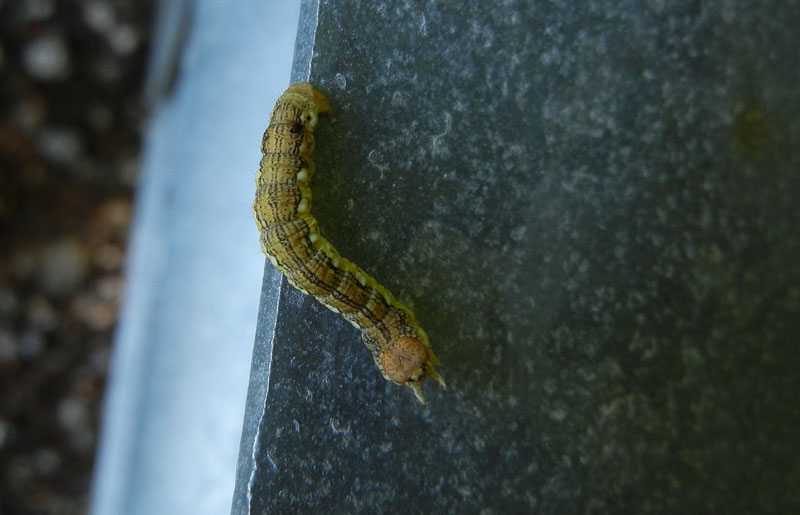 bruco: Erannis defoliaria - Geometridae........dal Trentino